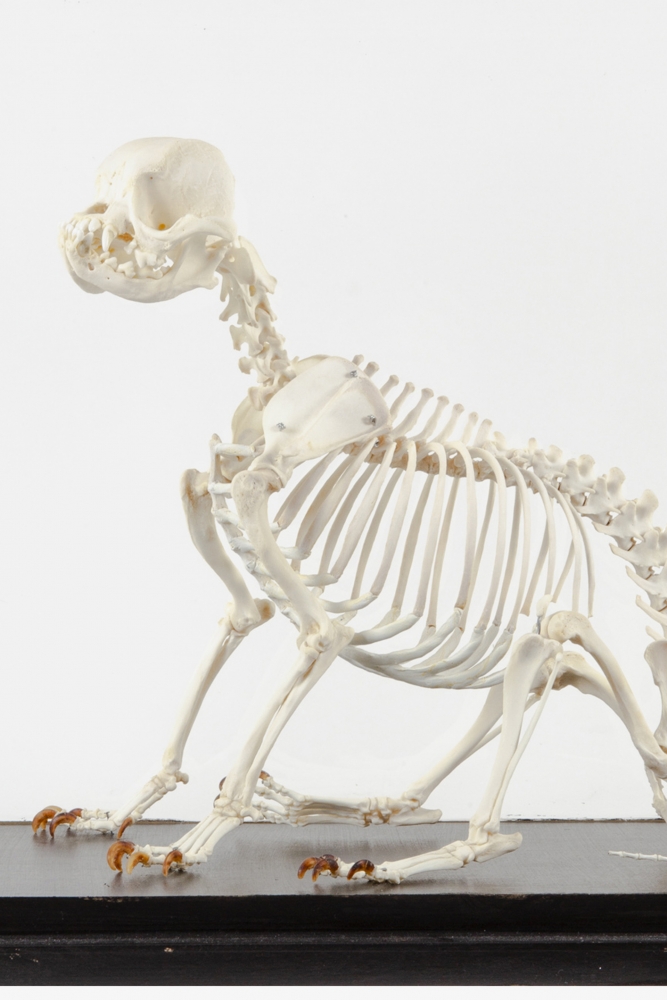 69+ Cute Pug Skeleton Picture - Codepromos